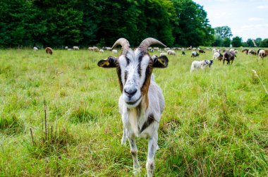 Keçiler ve koyunlar aynı otlakta