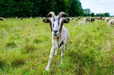 Keçiler ve koyunlar aynı otlakta