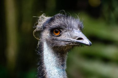 The emu (Dromaius novaehollandiae) is the second-largest living bird by height, after its ratite relative, the ostrich. clipart