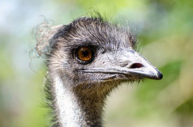 Dromaius novaehollandiae (Dromaius novaehollandiae), devekuşunun en yüksek akrabası olan devekuşundan sonra yaşayan ikinci büyük kuş türüdür..