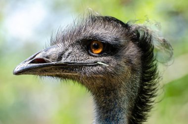 Dromaius novaehollandiae (Dromaius novaehollandiae), devekuşunun en yüksek akrabası olan devekuşundan sonra yaşayan ikinci büyük kuş türüdür..