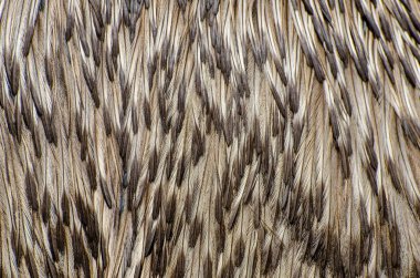 Emu (Dromaius novaehollandiae) kuş tüyü arka plan