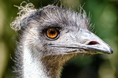 Dromaius novaehollandiae (Dromaius novaehollandiae), devekuşunun en yüksek akrabası olan devekuşundan sonra yaşayan ikinci büyük kuş türüdür..