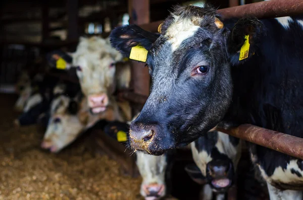 Ahırdaki inekler. Süt çiftliğinde saman yiyen inek.