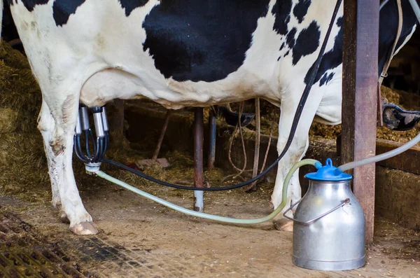 牛の搾乳機械化された搾乳装置 — ストック写真