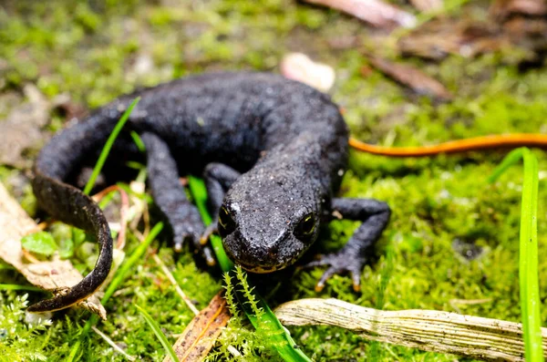 Alpenmolch Ichthyosaura Alpestris Ist Eine Kontinentaleuropa Beheimatete Und Nach Großbritannien — Stockfoto