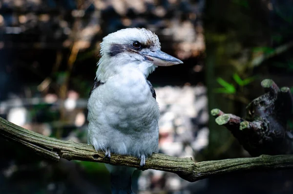 The laughing kookaburra (Dacelo novaeguineae) is a bird in the kingfisher subfamily Halcyoninae.