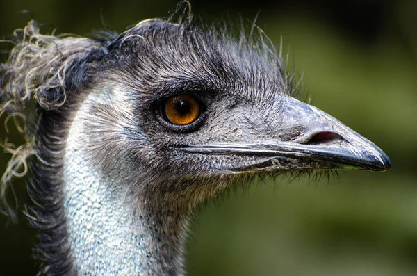 Emu Dromaius Novaehollandiae Second Largest Living Bird Height Its Ratite — Stock Photo, Image