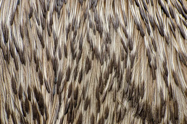 Emu (Dromaius novaehollandiae) kuş tüyü arka plan