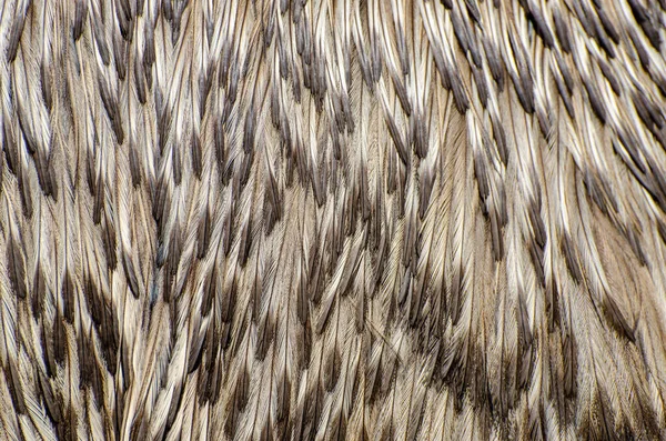 Fondo Plumas Del Emu Dromaius Novaehollandiae —  Fotos de Stock