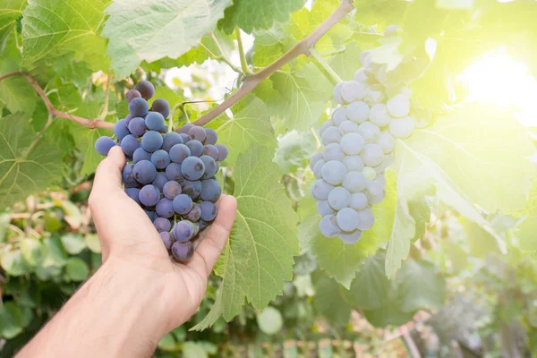 Farmář hospodářství hrozny — Stock fotografie