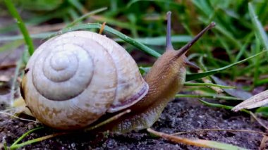 Kahverengi salyangoz yerde ve çimlerde hareket eder.