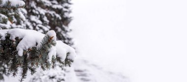 Kışın ormanda karla kaplı köknar ağaçları. Karla kaplı köknar ağaçları arasındaki yol ya da yol. Beyaz karlı Noel tatili. Kışın kayak yapmak 