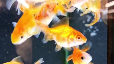 Renkli dekoratif balıklar evcil hayvan dükkanının akvaryumunda karanlık arka planda yüzerler. Yüksek kalite 4k görüntü