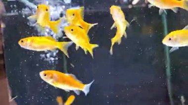 Renkli dekoratif balıklar evcil hayvan dükkanının akvaryumunda karanlık arka planda yüzerler. Yüksek kalite 4k görüntü