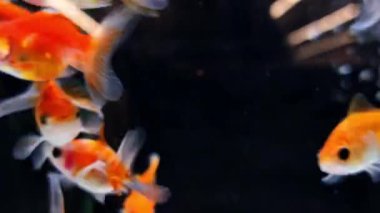 Renkli dekoratif balıklar evcil hayvan dükkanının akvaryumunda karanlık arka planda yüzerler. Yüksek kalite 4k görüntü