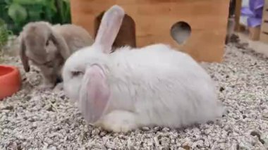 Kulübede sevimli küçük tavşanlar oynuyor. Yüksek kalite 4k görüntü