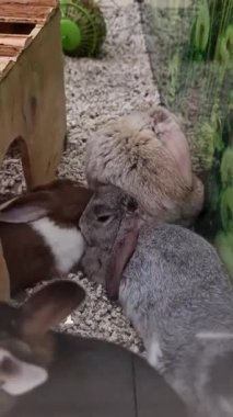 Kulübede sevimli küçük tavşanlar oynuyor. Yüksek kalite 4k görüntü