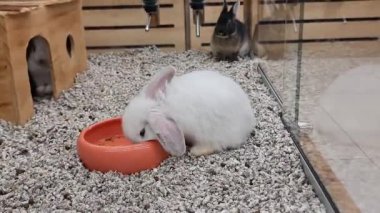 Kulübede küçük şirin bir tavşan mavi tabaktan küçük taşlarla özel kuru yemekler yiyor. Yüksek kalite 4k görüntü