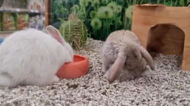 Kulübede küçük şirin bir tavşan mavi tabaktan küçük taşlarla özel kuru yemekler yiyor. Yüksek kalite 4k görüntü