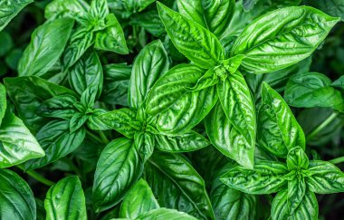 Yeşil fesleğen tarlası. Bahçe doğal organik gıda. Bahçede yetişen taze organik fesleğen taze yeşil fesleğen yaprakları, yeşil bahçe doğası. Yüksek kaliteli fotoğraf Yeşil fesleğen tarlası.