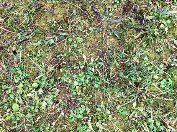 春のテクスチャ緑の草と苔 素晴らしい背景 — ストック写真
