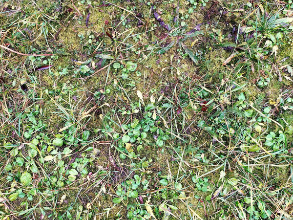 Texture green grass and moss in spring, wonderful background