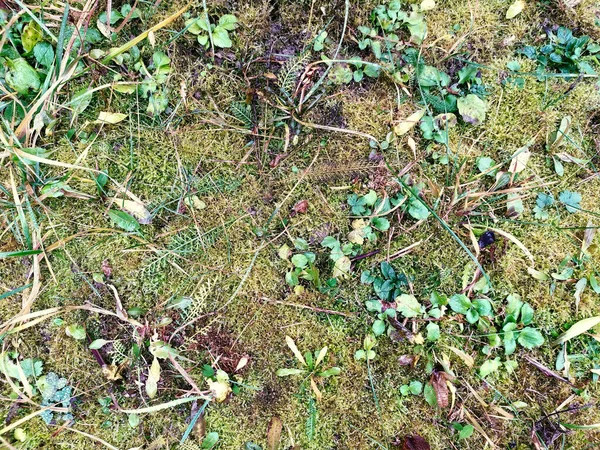 Текстура Зеленая Трава Мох Весной Прекрасный Фон — стоковое фото
