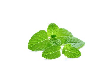Nane yaprağı. Beyaz arka planda taze nane. Nane yaprakları izole.