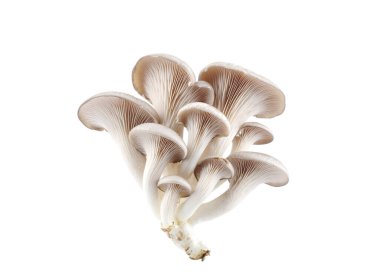 Beyaz arka planda izole edilmiş istiridye mantarları. Bir demet güzel mantar..