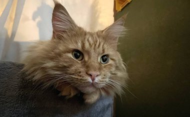 Büyük turuncu maine rakunu evde meraklı ve şakacı