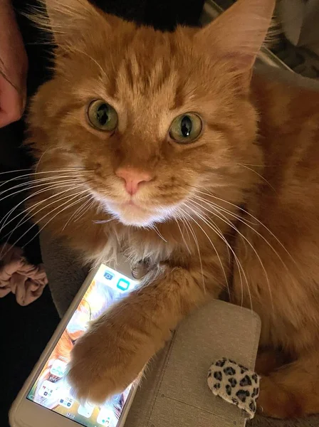 Große Orangefarbene Maine Coon Katze Neugierig Und Verspielt Haus — Stockfoto