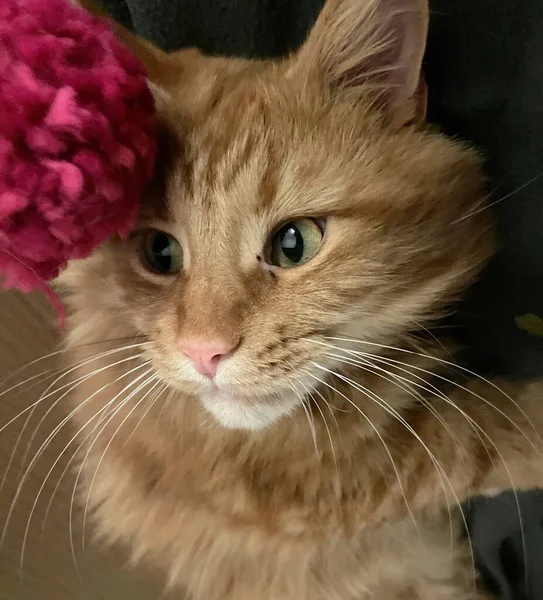 Gros Chat Coon Maine Orange Jouant Avec Une Boule Laine — Photo