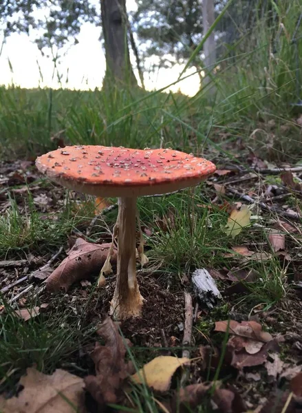 Mushrooms in the dutch woods near amsterdam in autumn — Stock Photo, Image