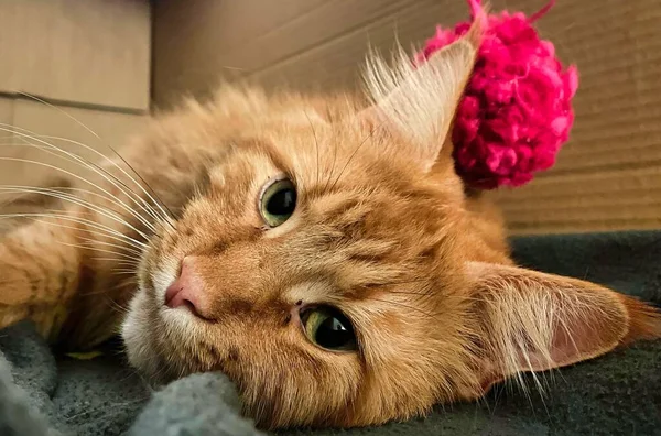 big orange maine coon cat playing with a ball of wool in a cardboard box on a blanket