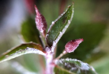 Amsterdam 'da kışın donmuş bir bitkinin üzerindeki buzlu çiğ tanesi.