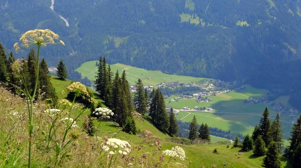 緑の牧草地 高山のコテージや山の峰 レヒカル オーストリア 2020年夏と美しい高山の風景 — ストック写真