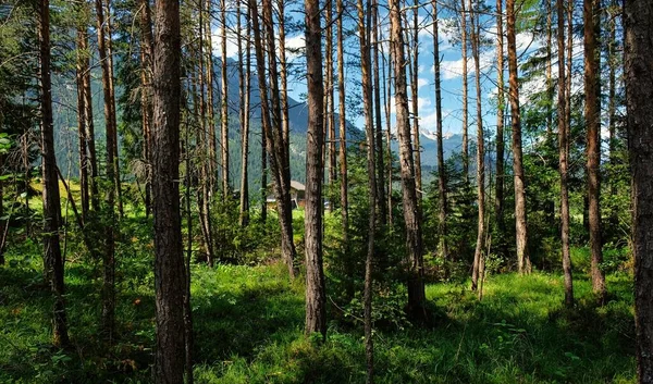 Beautiful Alpine Landscape Green Meadows Alpine Cottages Mountain Peaks Lechtal — Stock Photo, Image