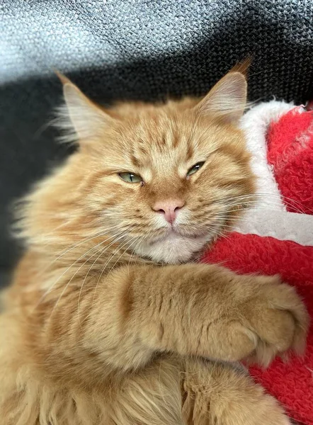 Rojo Principal Mapache Gato Durmiendo Entre Ropa Amjalá — Foto de Stock