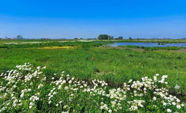 アムステルダム夏の近くの花や木のあるオランダの風景 — ストック写真
