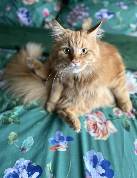 Red Main Coon Cat Sleeping Clothes Amsterdam — Stock Photo, Image