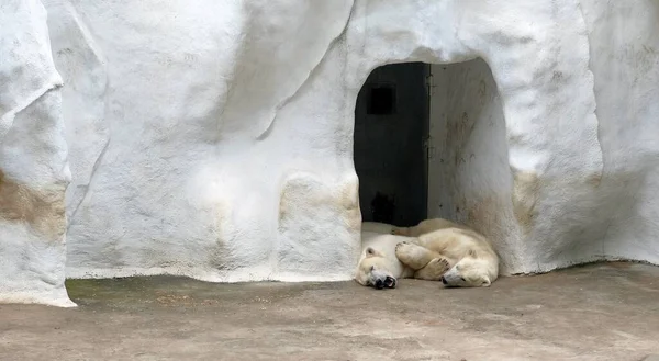 Dos osos polares en una cueva en un zoológico en Amsterdam —  Fotos de Stock