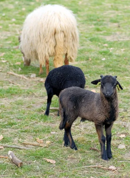 Holländska får på ängen i nederländerna — Stockfoto