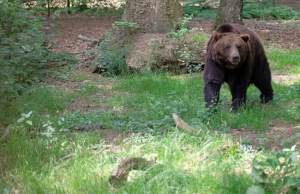 Urso selvagem visto na floresta nas terras baixas — Fotografia de Stock