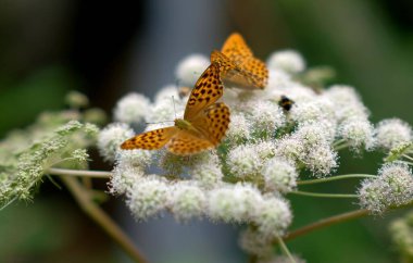 Bir çiçeğin üzerindeki iki kelebeğe yaklaş.