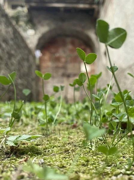 Menutup dari tanaman kecil di sebuah gang di Italia — Stok Foto