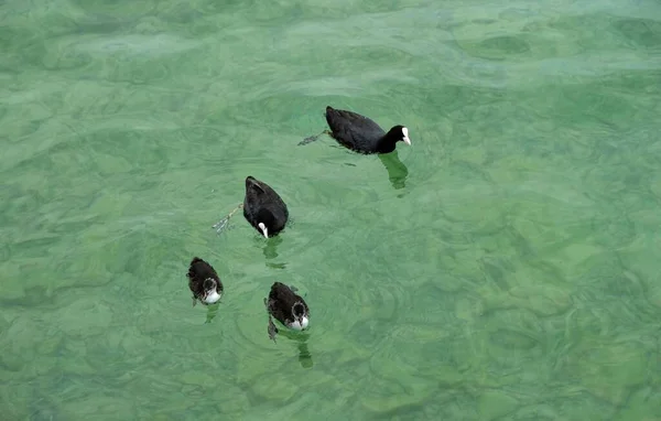 Air Danau Garda Italy Dikelilingi Oleh Pegunungan Musim Panas — Stok Foto