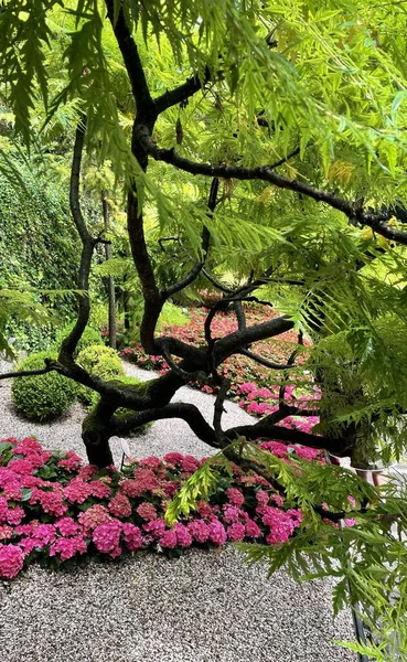 Drzewo Ogrodzie Botanicznym Nad Jeziorem Garda Włoszech Latem — Zdjęcie stockowe