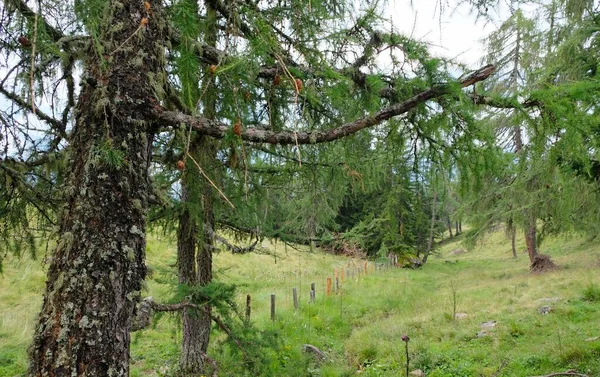 Přírodní Louka Horách Rakouských Alp Rakousku — Stock fotografie