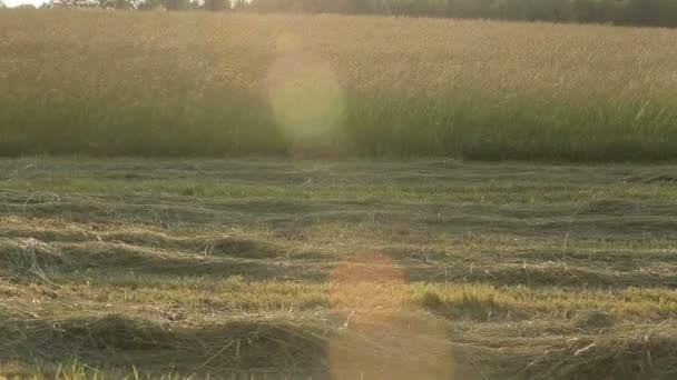 Hay trávy pole Sun večer svislá Pan — Stock video